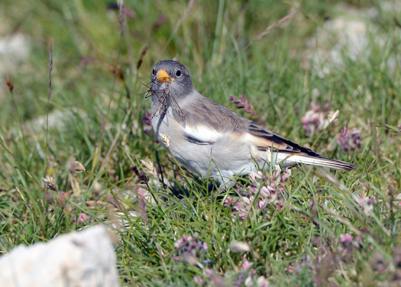 Giovane fringuello alpino, Montifringilla nivalis